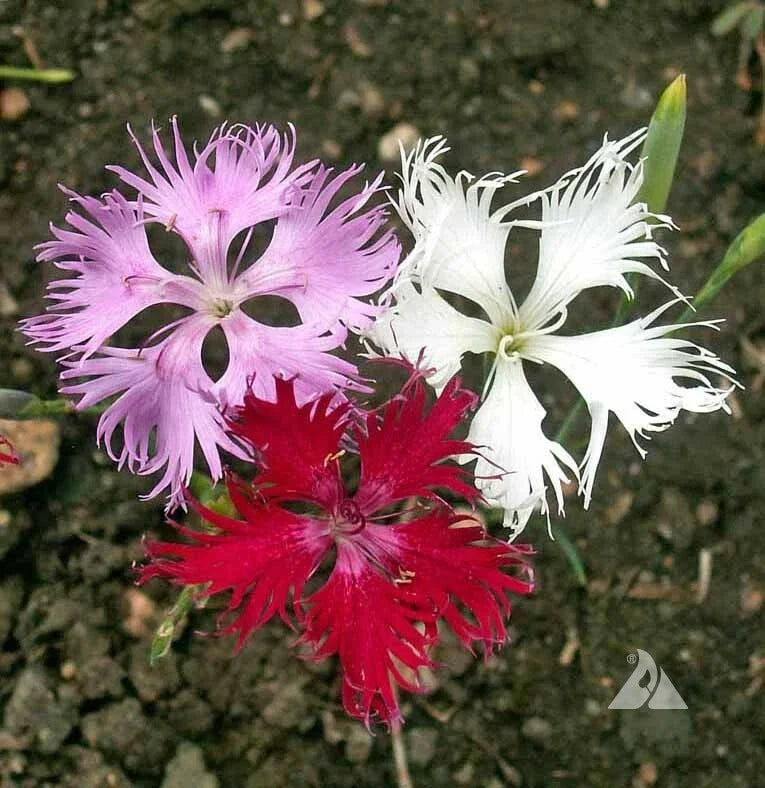 Sweet William Seeds - Fringed Pinks Mixed Colors - Dianthus barbatus - Perennial & Biennial - 500 Pack