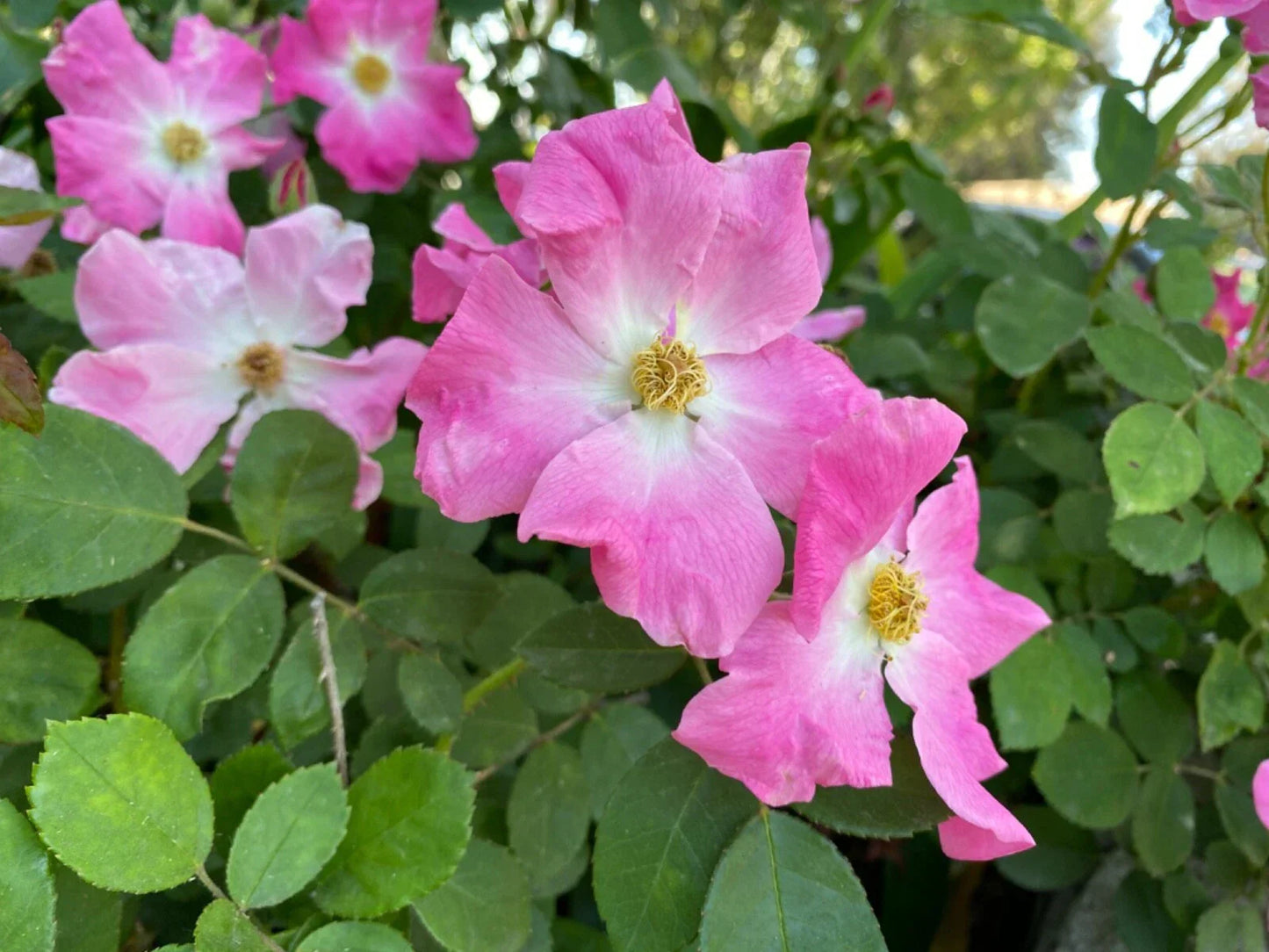 Floribunda Rose Cuttings 3-Pack - Brilliant Pink Iceberg Rosa 'Brilliant Pink Iceberg'