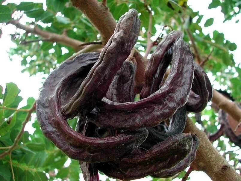 St. John's Bread Tree Seeds 10 Pack - Ceratonia Siliqua Carob Tree for Planting, Edible Pods, Drought Tolerant, Evergreen