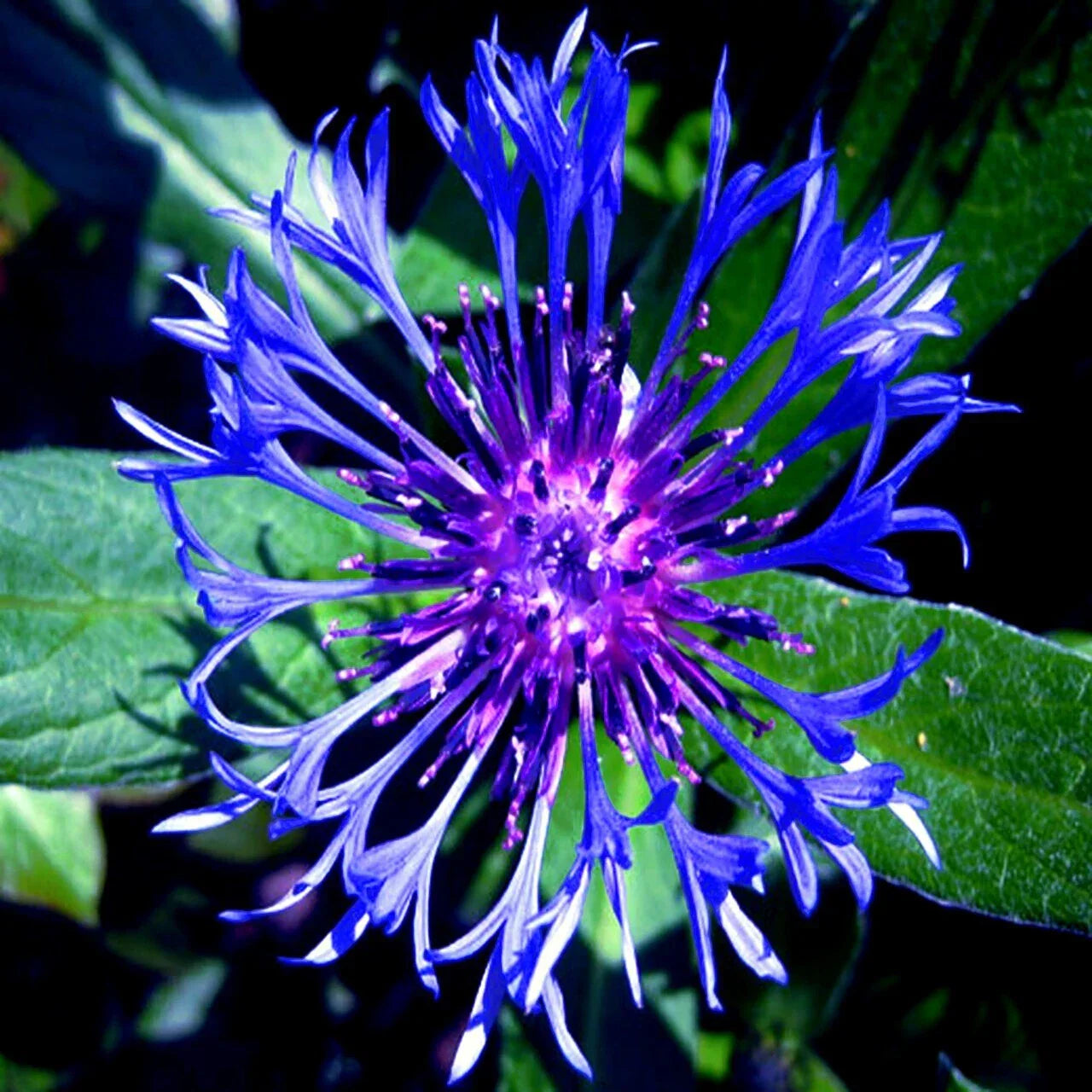 20 Mountain Blue Cornflower Seeds - Perennial Centaurea montana, Cold Hardy Flower Seeds
