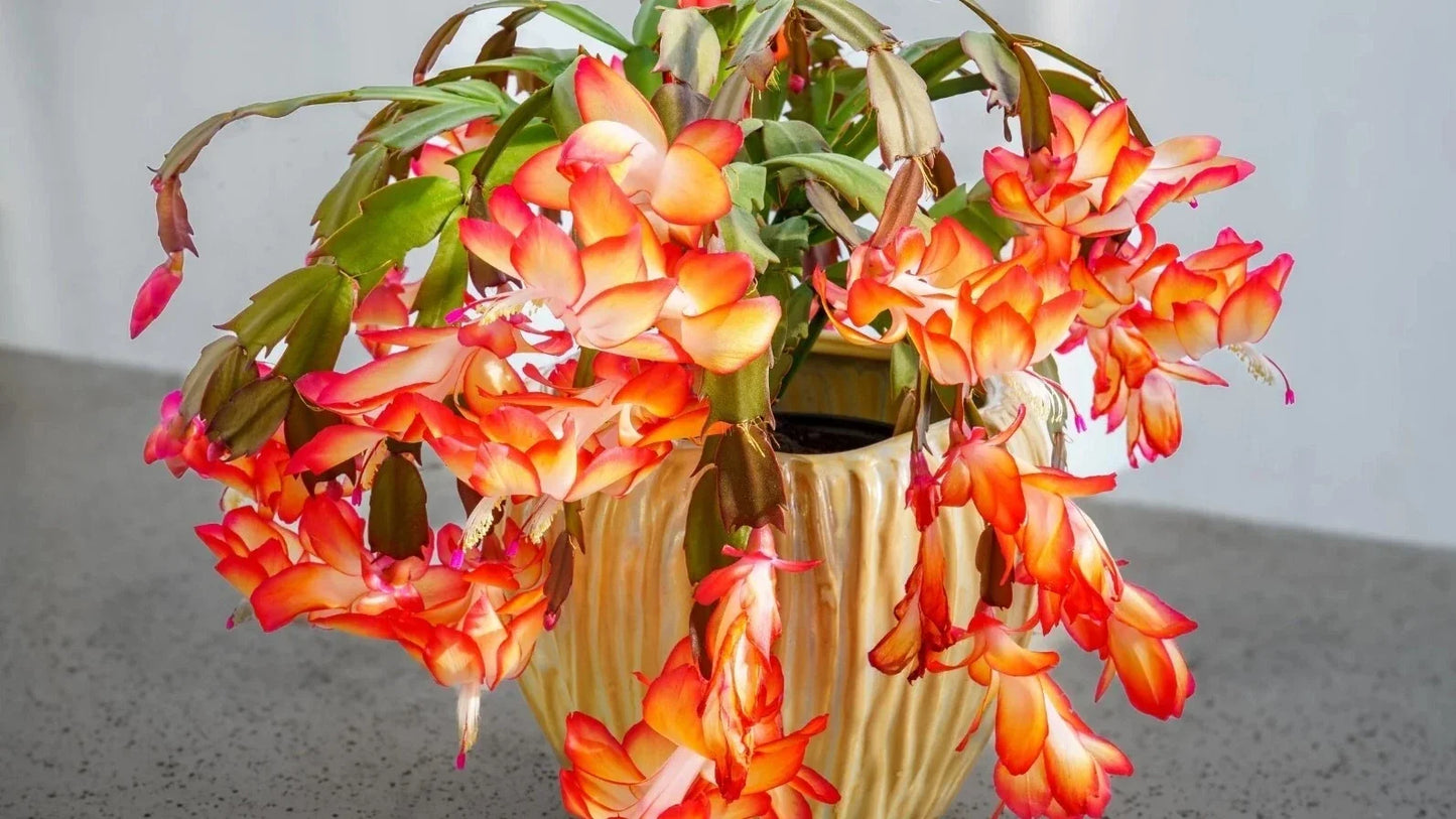 Orange Christmas Cactus Live Plants in 3-Inch Pot, Schlumbergera Holiday Indoor Decor, Bright Orange Blooms, Compact & Low Maintenance