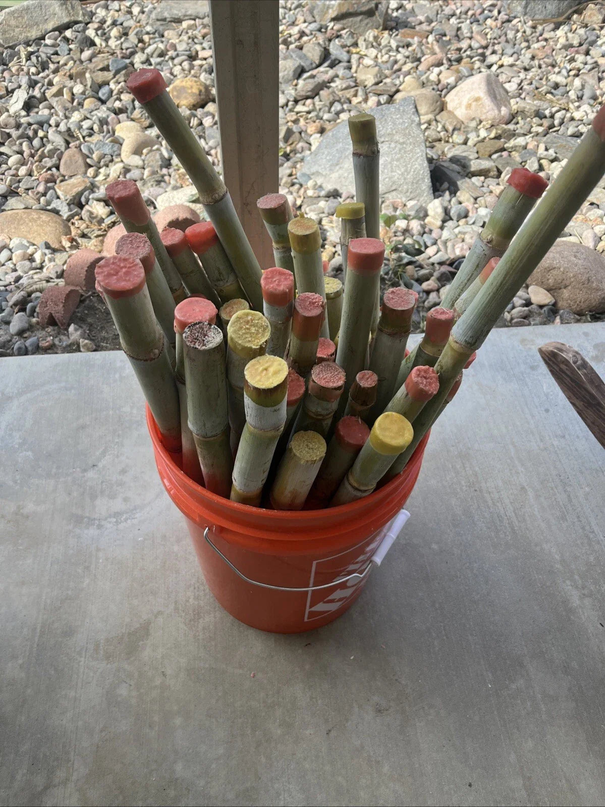 Tropical Sugarcane Planting Set 3pk - Saccharum officinarum Seeds for Gardens, Full Sun, Perennial Grass, Fresh 2025 Variety
