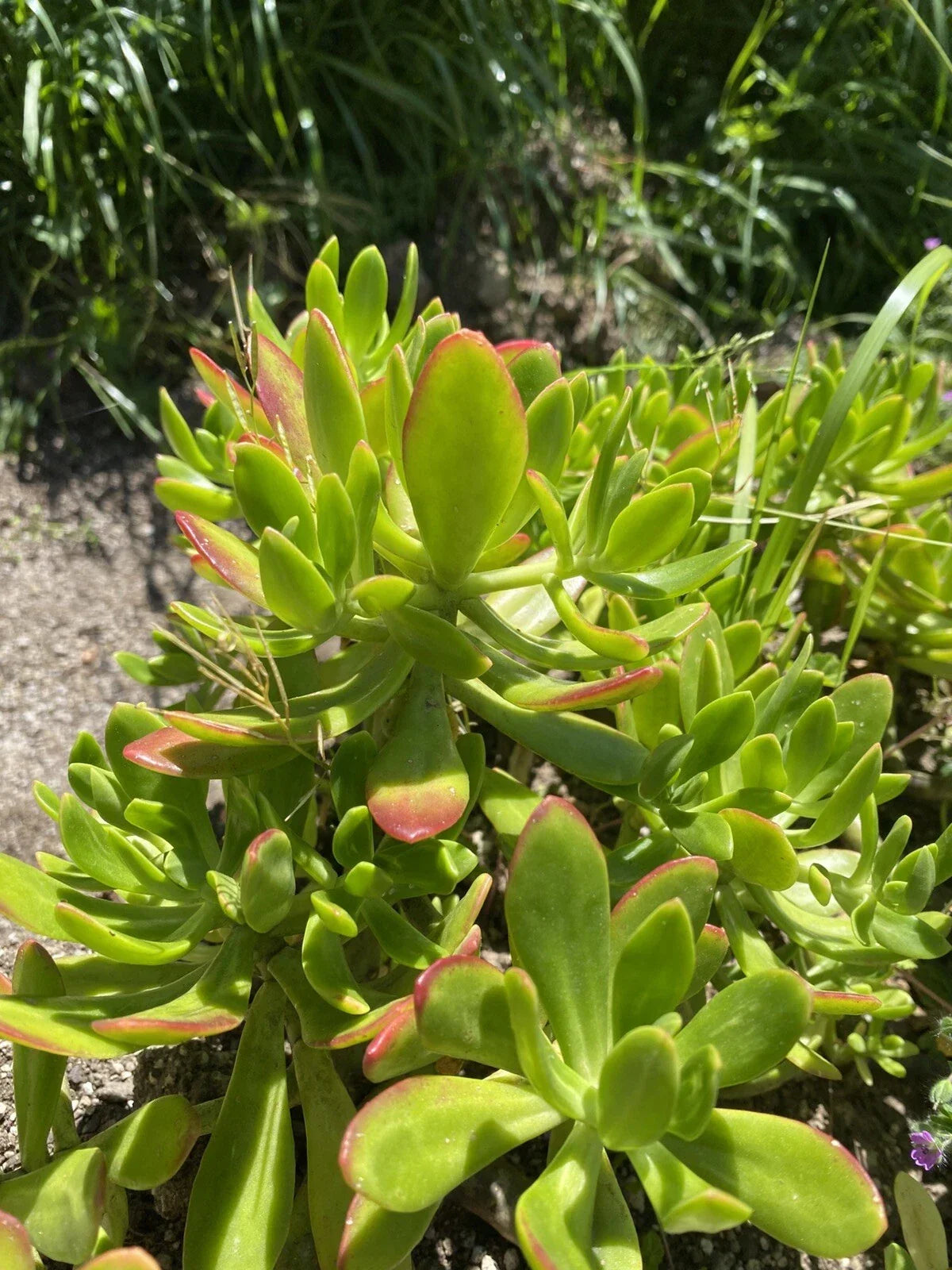 Lot of 3 Fresh Sedum Dendroideum Cuttings - Easy Care Succulent Plants 5”+