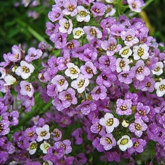 Sweet Alyssum Seeds - Dwarf Royal Carpet Ground Cover Perennial - Lobularia maritima - Non-GMO, Low Maintenance, 1000 Seeds