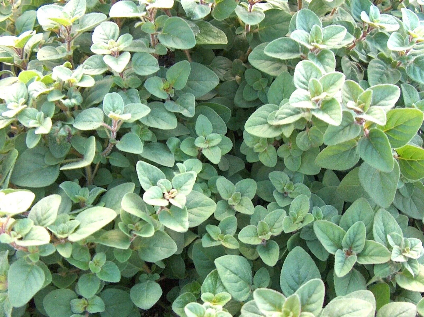 Organic Greek Oregano Herb Seeds - Perennial, Non-GMO, 301+ Seeds for Gardening & Containers, Origanum vulgare subsp. hirtum