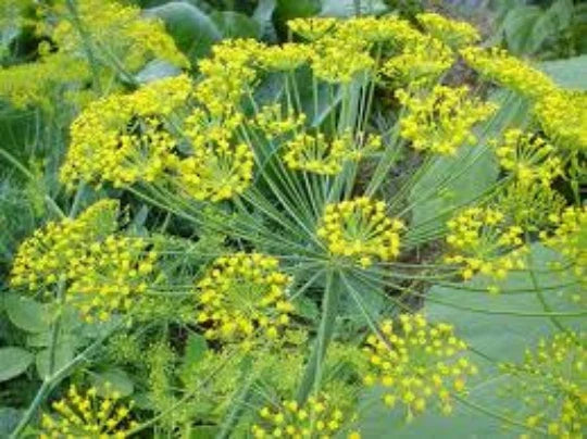 Dill Seeds 100 Pack Culinary Herb Anethum Graveolens for Cooking & Garden