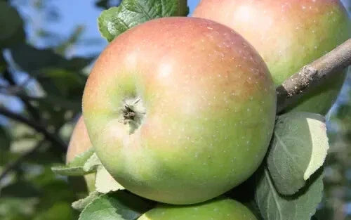 Belle Fleur de France Apple Seeds – Heirloom Fruit Tree Seeds for Garden Planting – Malus domestica, USA