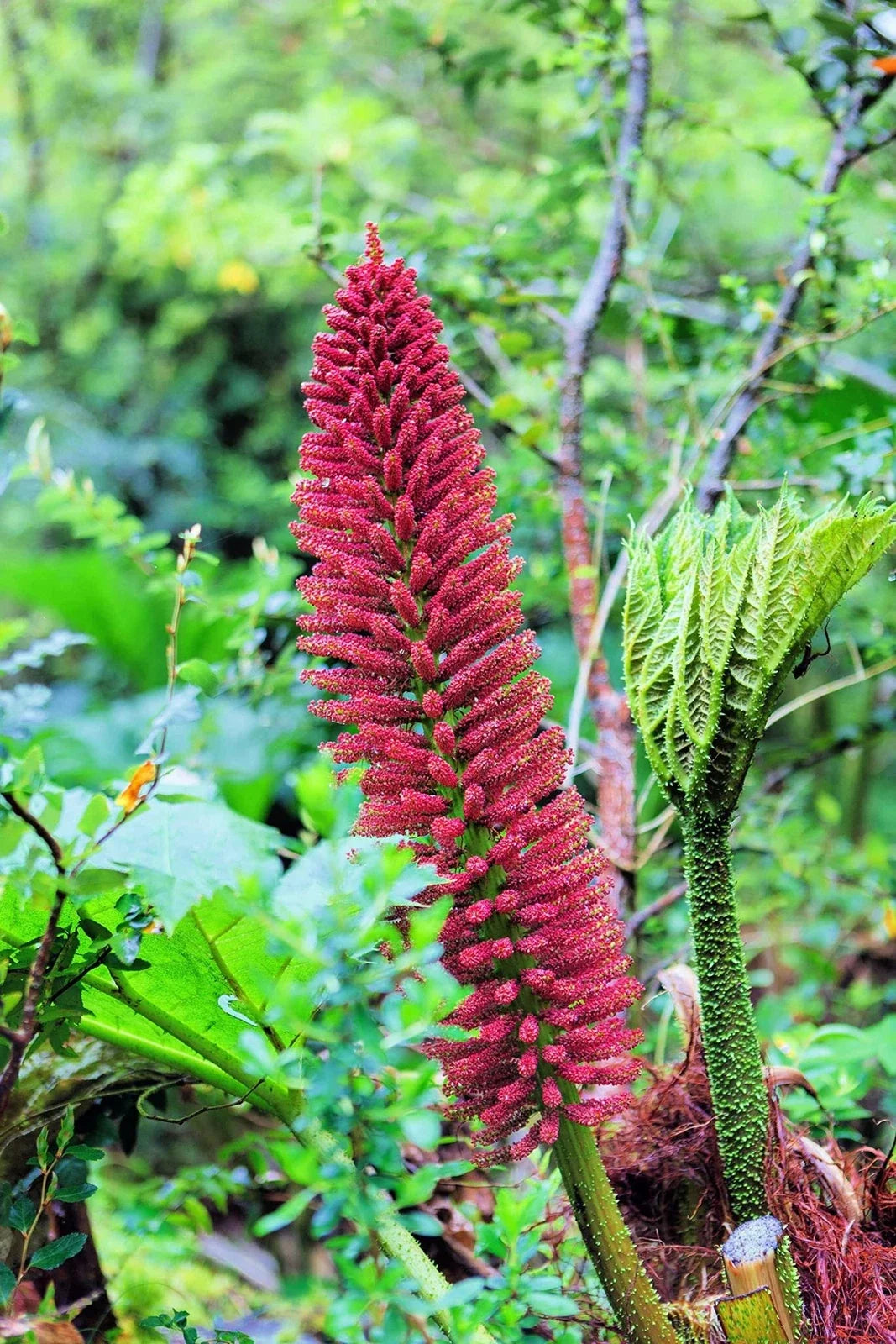 Chilean Rhubarb Seeds - Gunnera tinctoria - Large Foliage Plant for Gardens - 30 Seeds