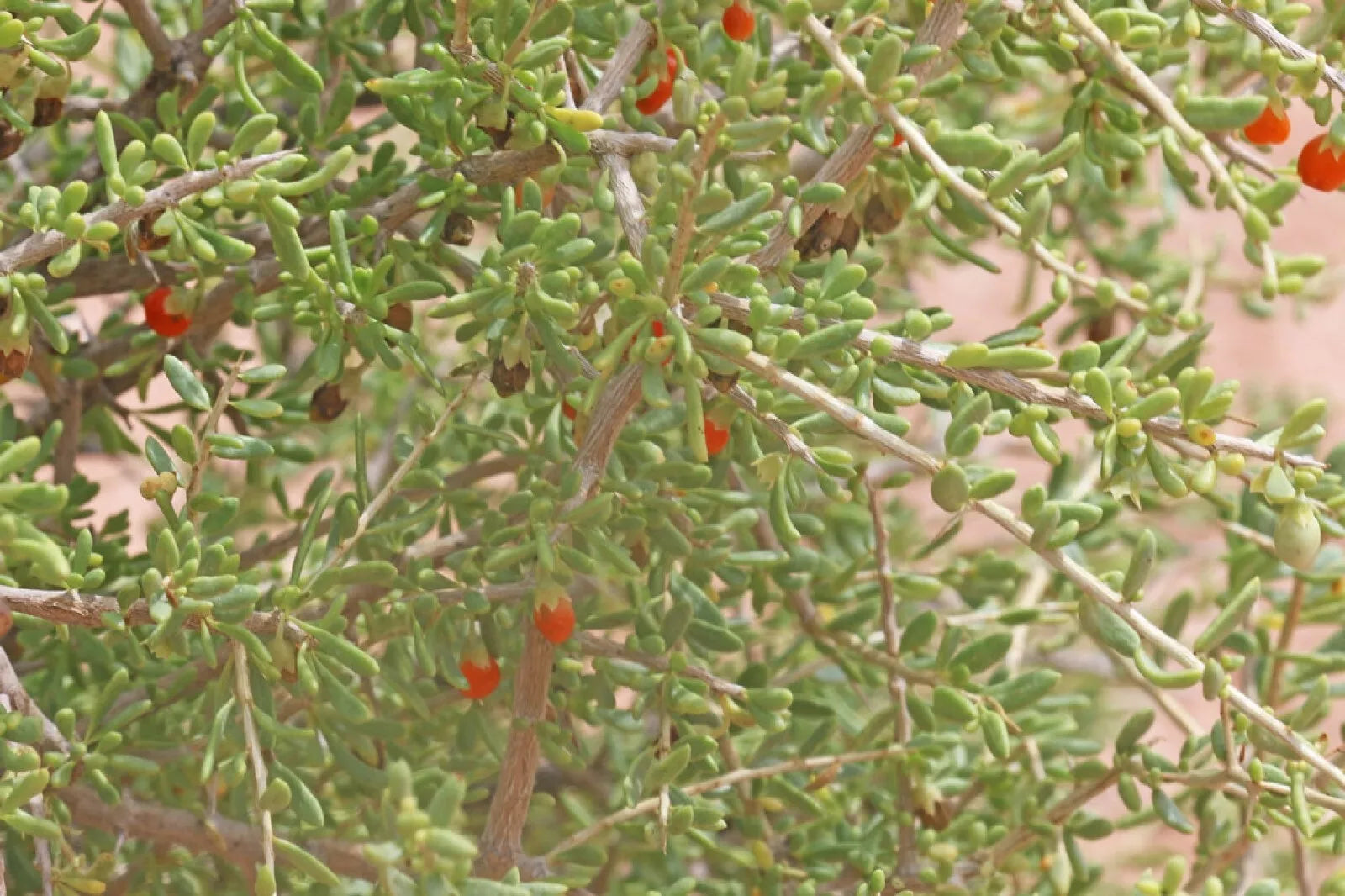 Desert Tomato Seeds 50+ Pack Lycium andersonii Drought-Tolerant Perennial Shrub for Xeriscaping & Pollinators