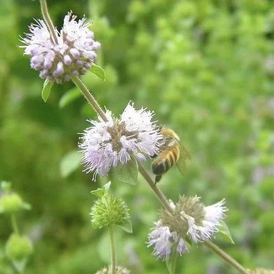 Pennyroyal Mint Seeds - 100 Heirloom Non-GMO Seeds (Mentha pulegium)