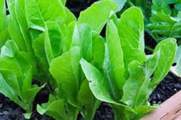 Heirloom Lettuce Seeds Collection - 6 Varieties for Home Garden - Non-GMO Lactuca sativa Seed Mix