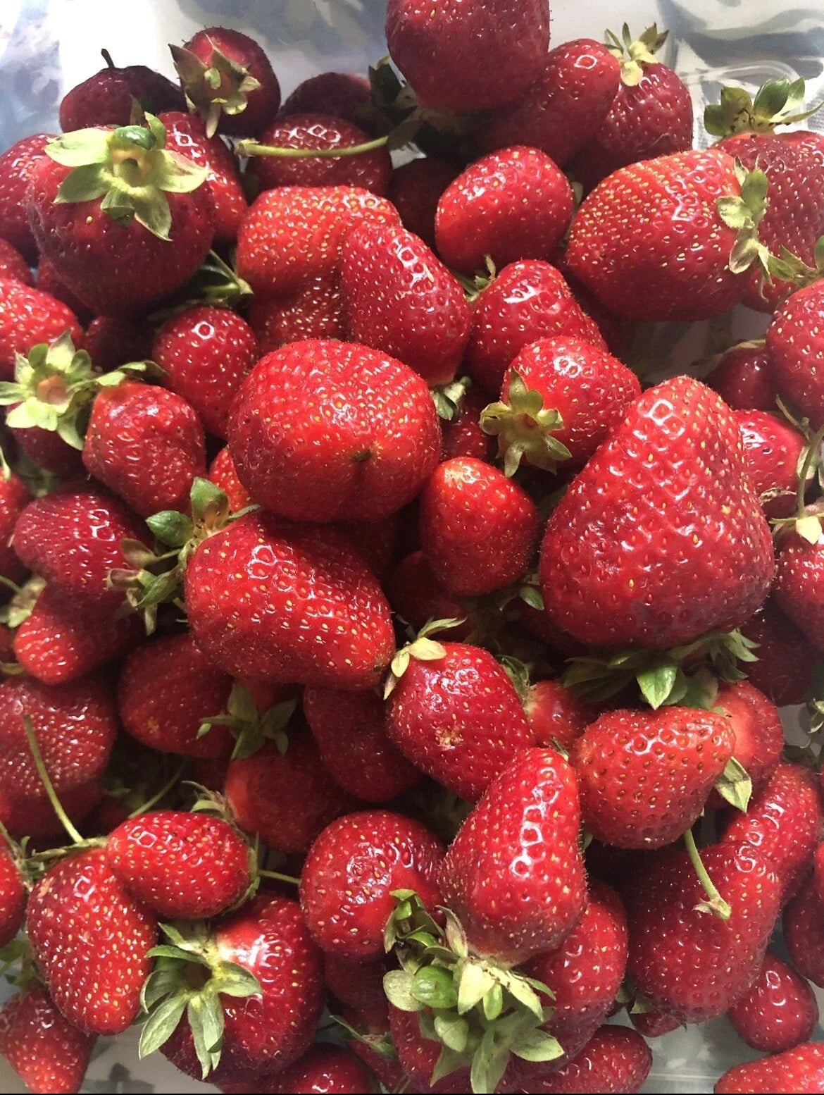 Organic Strawberry Seeds - Non-GMO Fragaria × ananassa for Home Garden, Edible, Juicy Berries