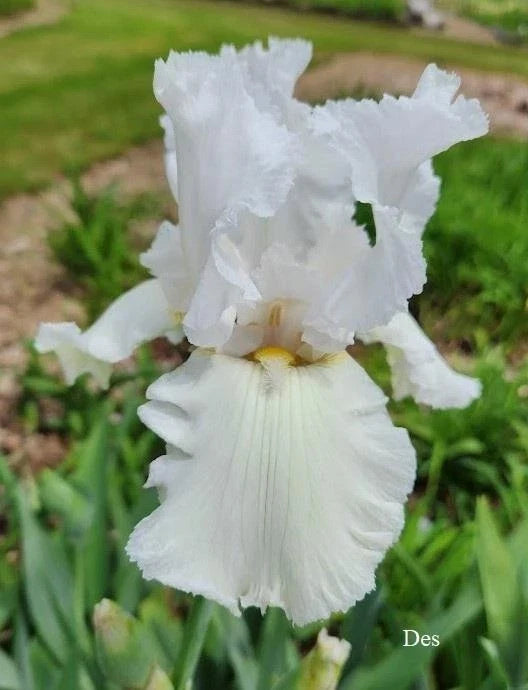 Tall Bearded Iris Plants - Ruffled All-White Blooms - 2 Live Iris germanica Plants for Garden, Border, or Container
