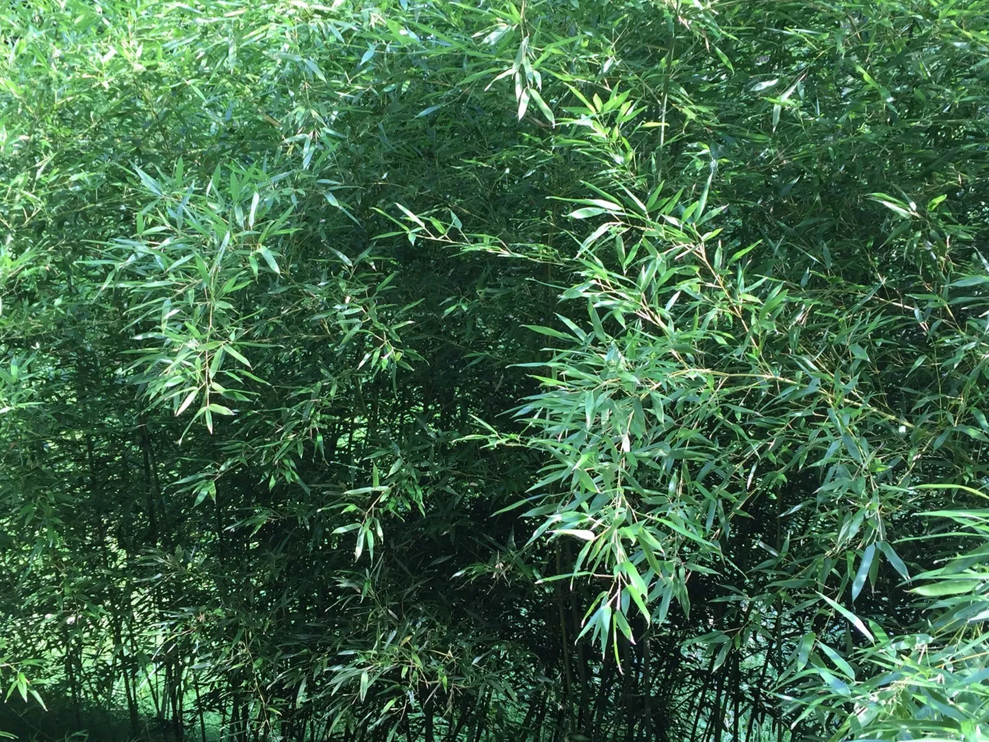 Live Bamboo Roots for Privacy Fence & Landscaping | Clumping & Running Bambusoideae Plants
