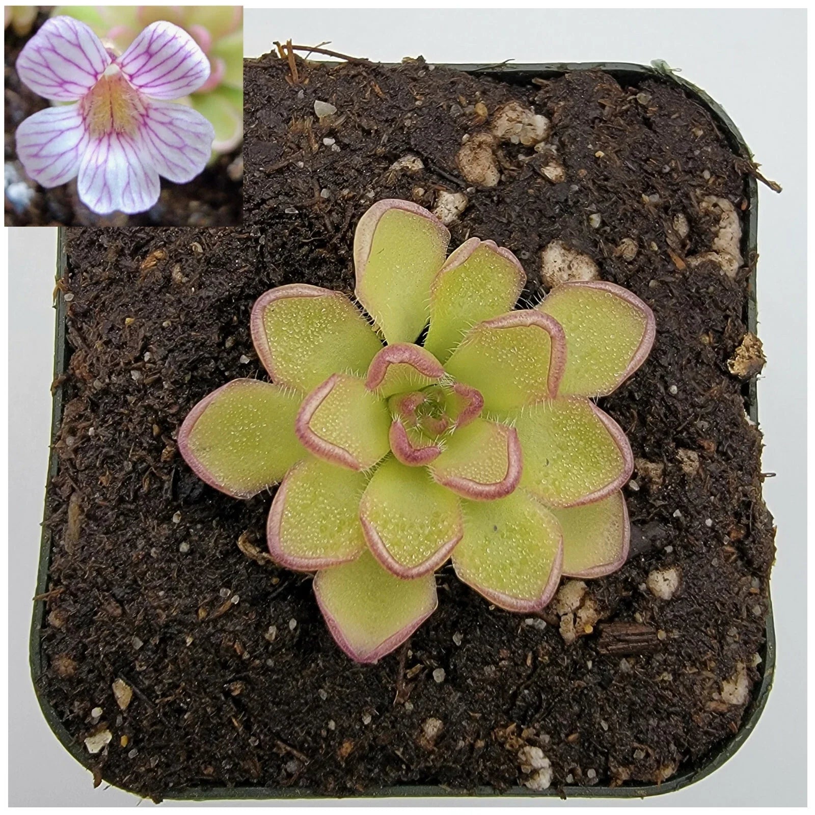 Pinguicula kondoi Carnivorous Plant - Live Butterwort with Insect-Catching Rosettes - Indoor Greenery or Terrarium Plant
