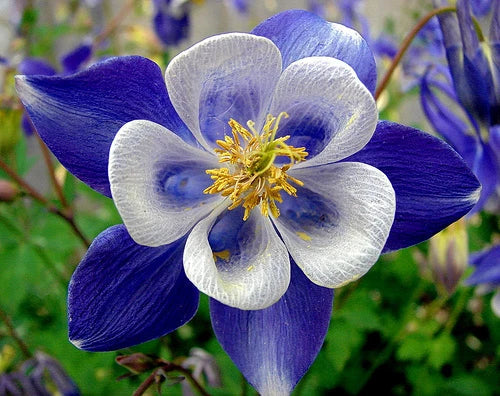 Columbine Seeds - 50 Bright Blue & White Perennial Flowers - Aquilegia canadensis - US Seller