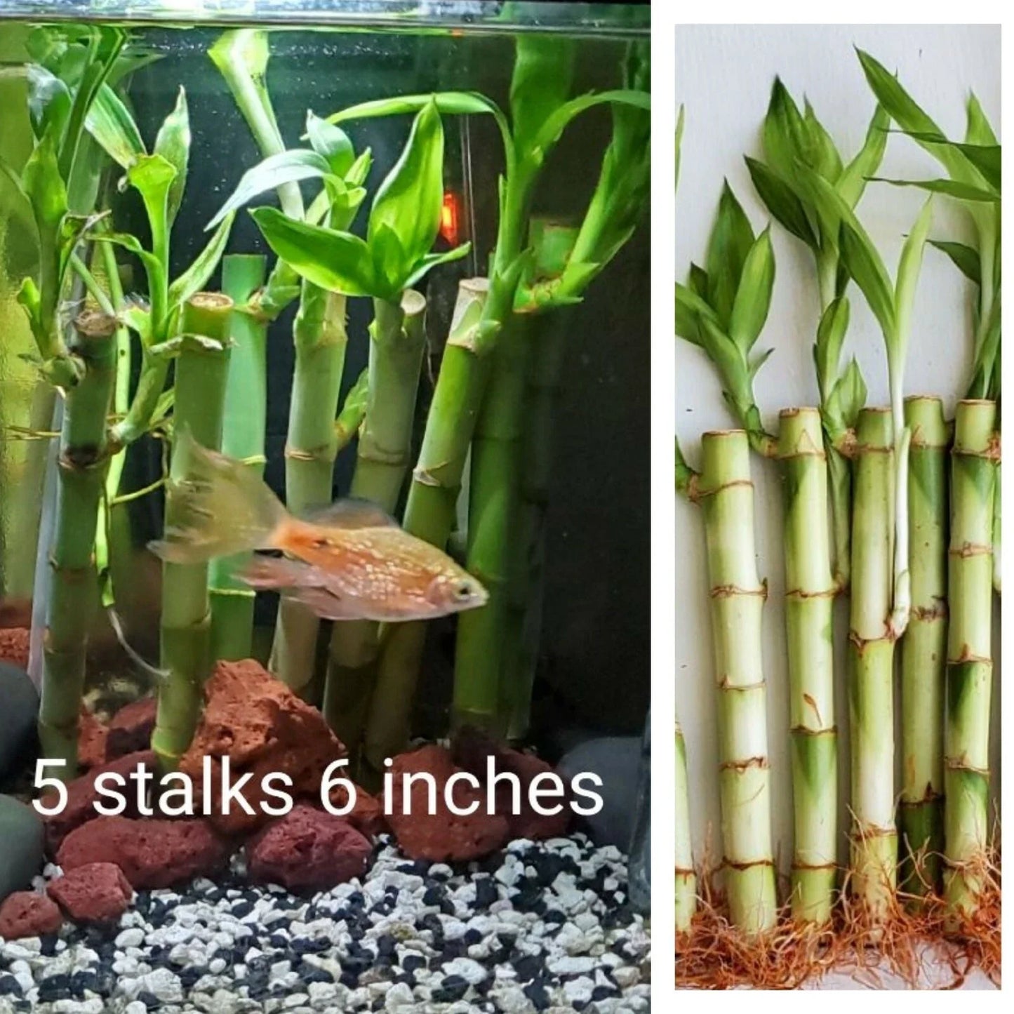 Lucky Bamboo Plant 6" with 5 Stalks, Indoor Feng Shui Gift, Dracaena sanderiana, Live Perennial Houseplant