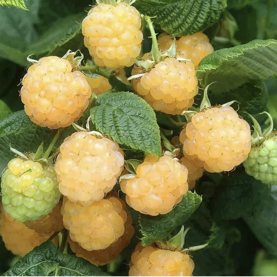 Golden Raspberry Seeds 50 Pack - Edible Berry Vine Rubus idaeus