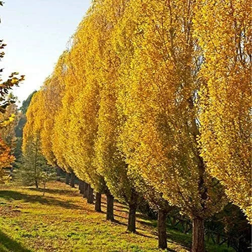 Lombardy Poplar Live Cuttings - Fast-Growing Privacy Trees - Populus nigra 'Italica'