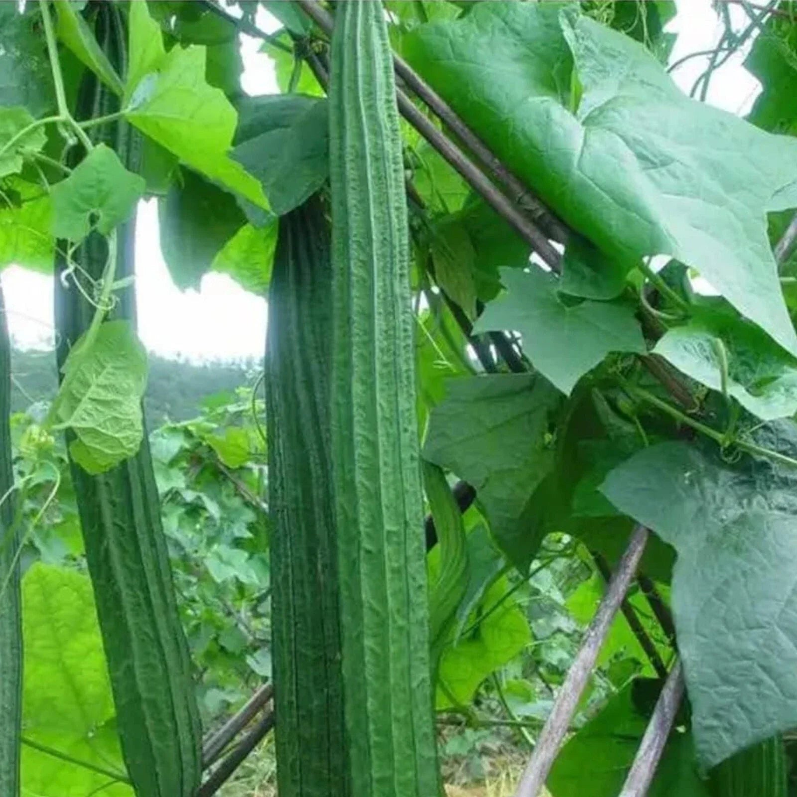Ridged Sponge Gourd Seeds - 20pcs Luffa acutangula Heirloom Vegetable Seeds for Home Gardening