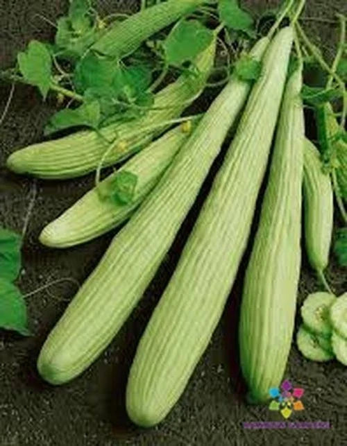 Armenian Pale Green Cucumber Seeds - Heirloom, Non-GMO, Cucumis sativus, Vegetable, Home Garden, Organic, 25+ Pack