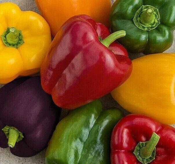 Rainbow Bell Pepper Seeds Mix - 30+ Colorful Capsicum annuum Seeds