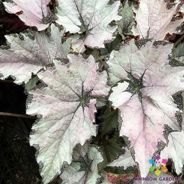 Champagne Bubbles Begonia Seeds – 25+ Pack, Vibrant Color, Easy Grow, Begonia x cheimantha, Garden & Indoor Planting