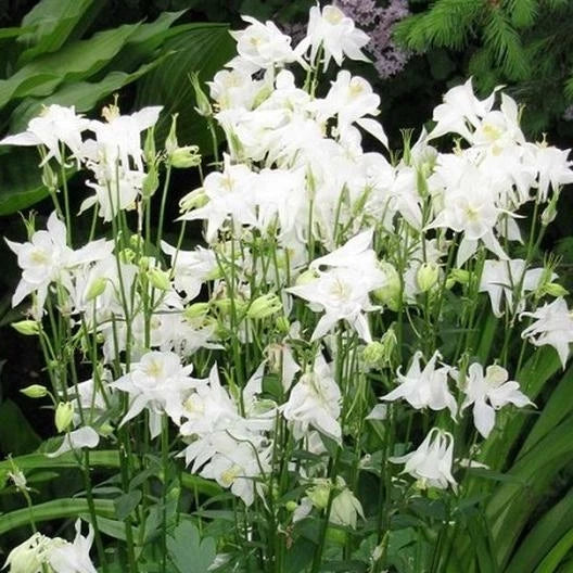 Columbine Seeds 100ct Crystal Star White Perennial Aquilegia chrysantha Pollinator-Friendly Non-GMO