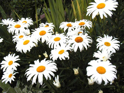 Daisy Seeds - 130 Shasta Dwarf White Perennial Seeds - Leucanthemum × superbum - GroCo USA