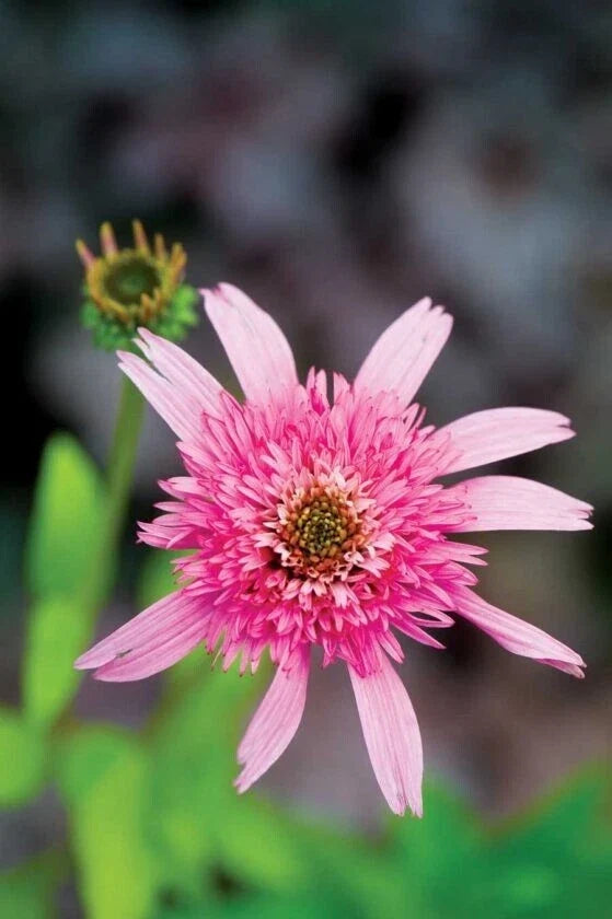 Pink Double Delight Coneflower Seeds - Echinacea purpurea Perennial Flowers, Garden Seeds, 50 Seeds, USA Grown