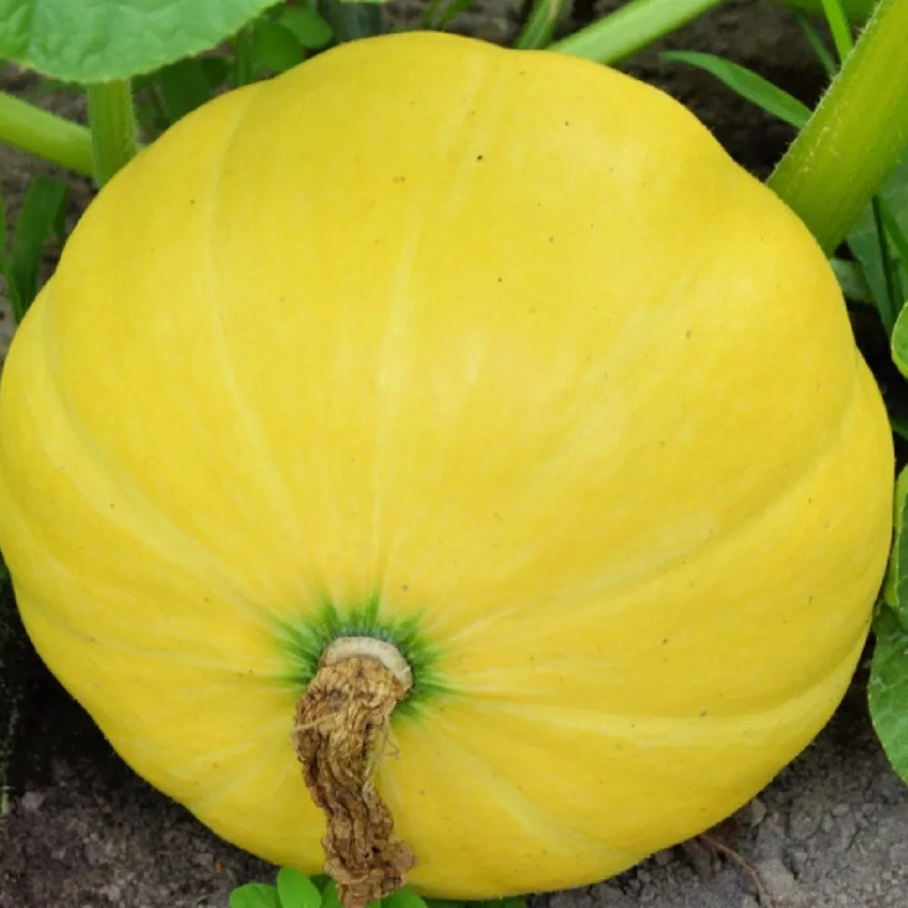 Yellow Paris Pumpkin Seeds | NON-GMO Heirloom Seeds | Cucurbita pepo