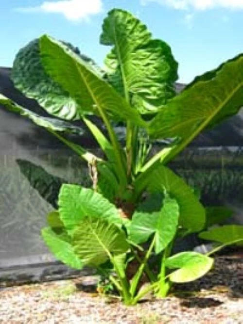 Elephant Ear Alocasia Starter Plant – Calidora, Cold Hardy, Indoor & Outdoor, Live Houseplant, Tropical Foliage