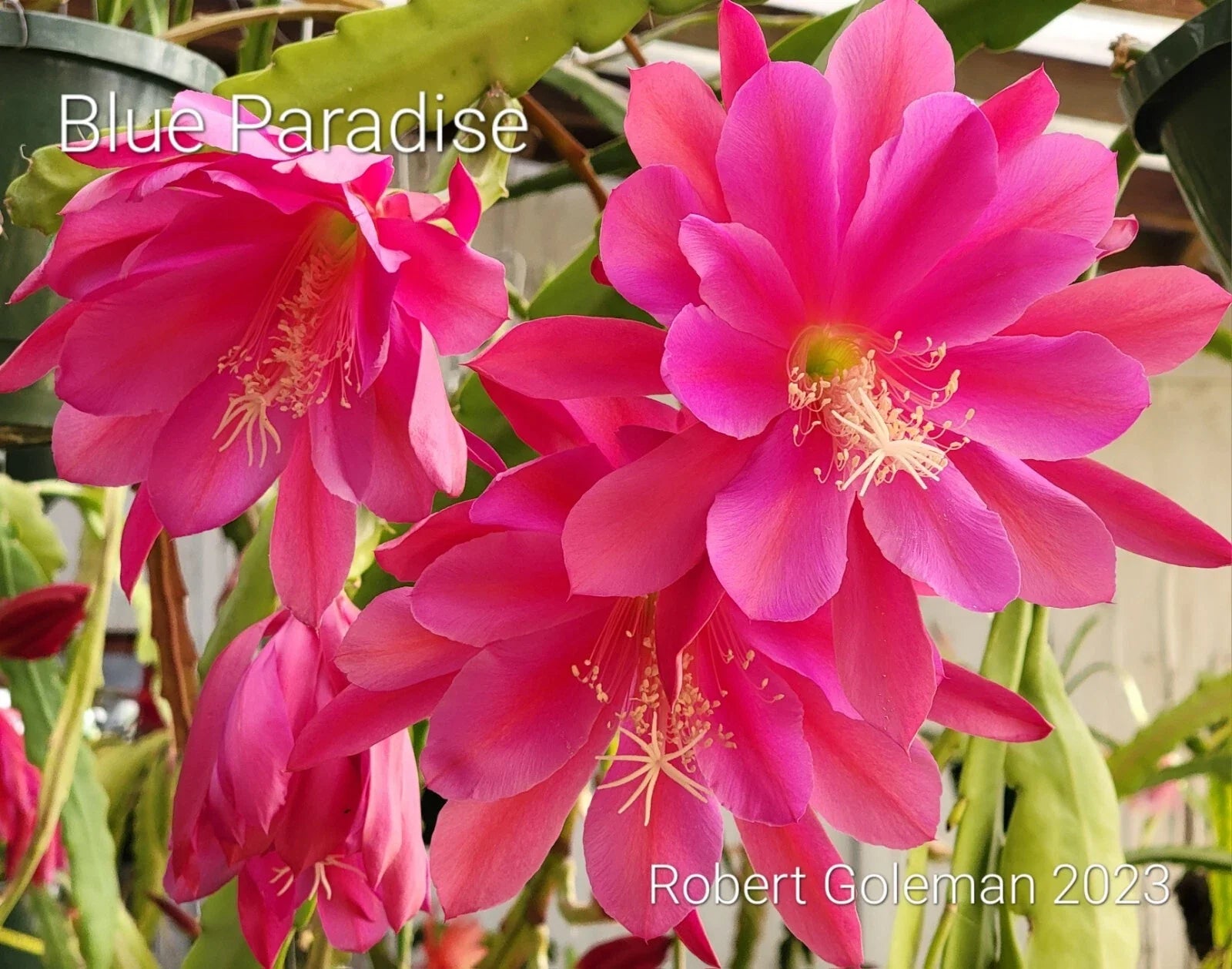 Epiphyllum 'Blue Paradise' Unrooted Cutting - Rare Orchid Cactus with Blue Flowers, Exotic Indoor Plant, Climbing Epiphyllum spp.