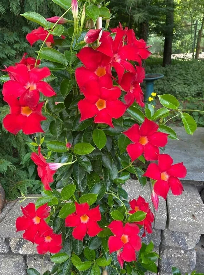 Live Red Mandevilla Plant, Climbing Vine, Vibrant Red Flowers, 10-20 Inches, Mandevilla spp., Garden, Balcony, Patio