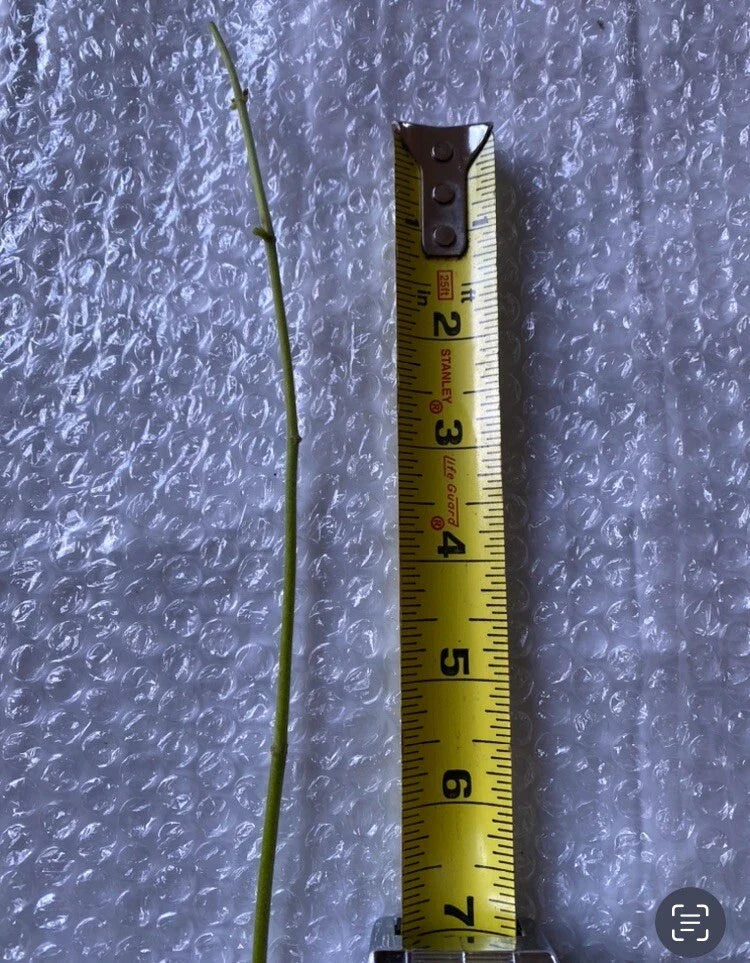 Jack The Bush Cuttings 15-Pack | Chromolaena odorata Medicinal Herb | Unrooted Stem Propagation for Natural Healing