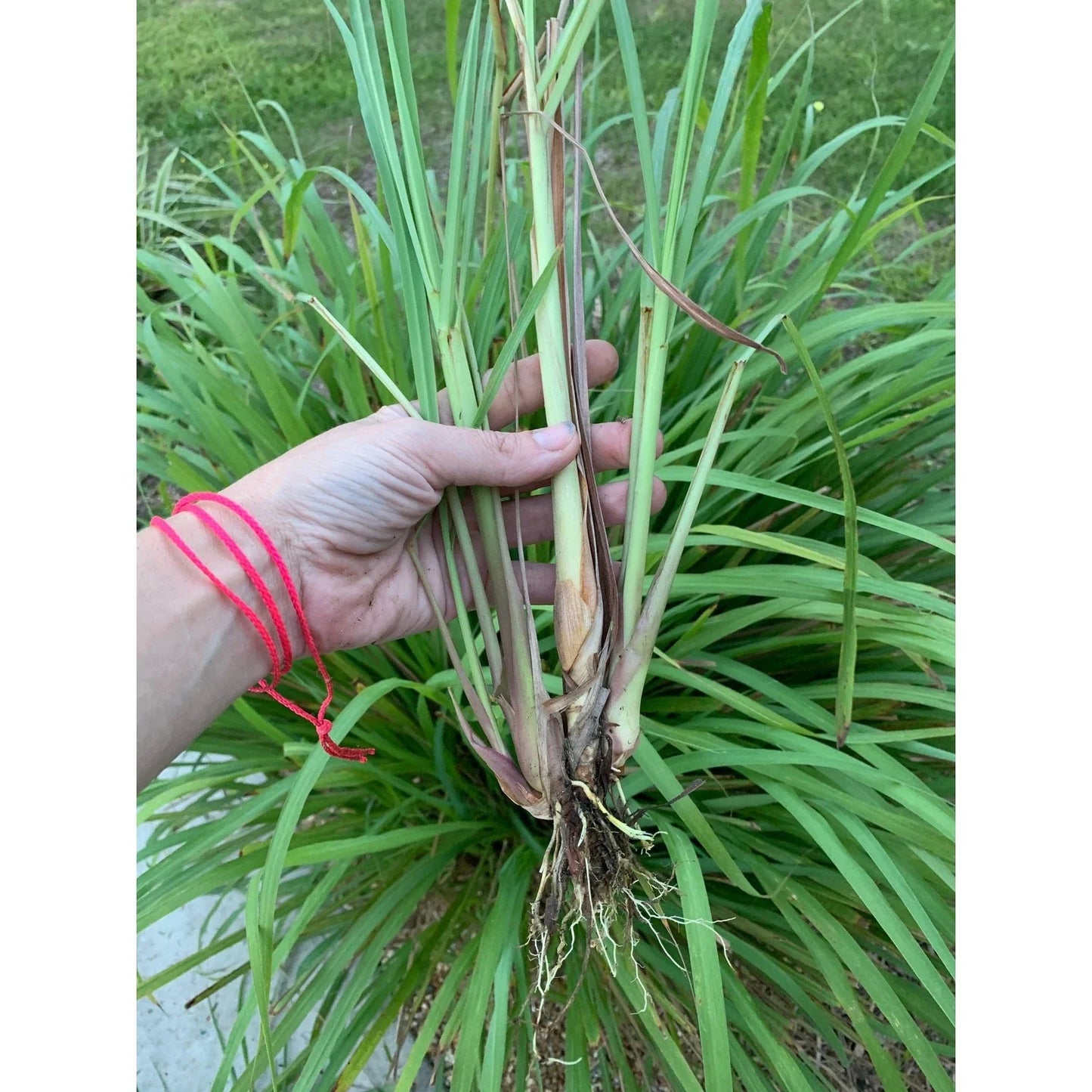 Organic Lemongrass Plant Stalks - 4 Live Rooted Cymbopogon citratus for Culinary Use and Aromatic Gardens
