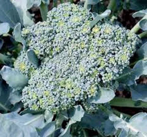 Broccoli Seeds 500 Calabrese Heirloom Non-GMO Brassica oleracea Seeds for Home Garden