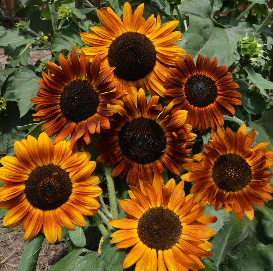Sunflower Seeds Tall Sunset Shades Pack of 20 | Helianthus annuus | Vibrant Garden Flowers