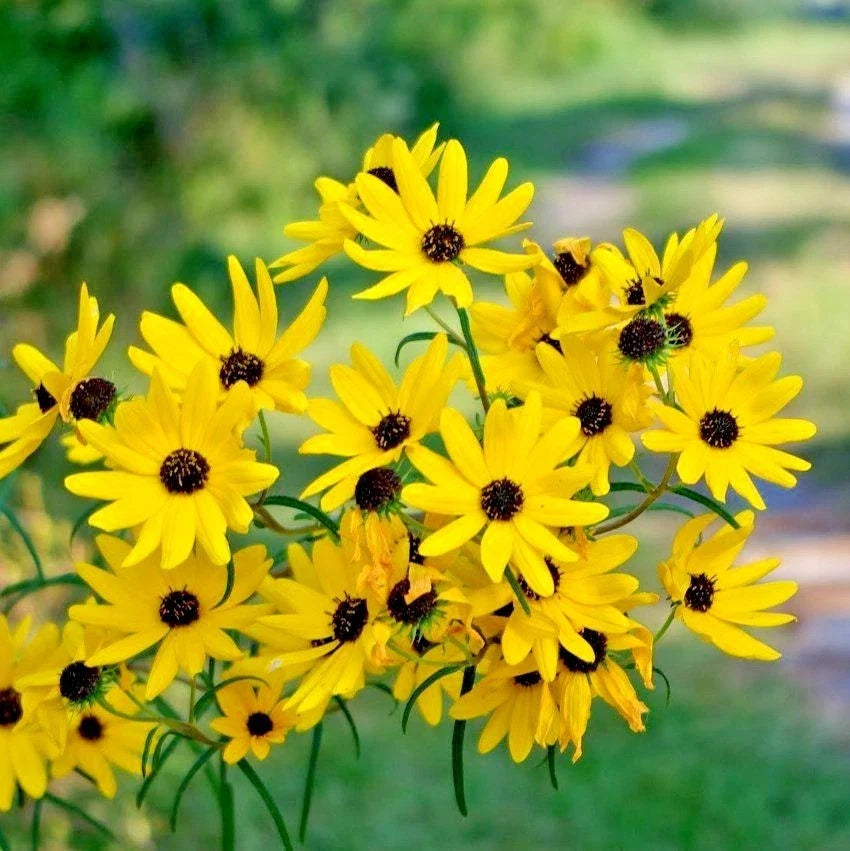 Swamp Sunflower Seeds - Perennial Wildflower for Poor Soils - Helianthus angustifolius - Native Pollinator Plant, Drought Tolerant