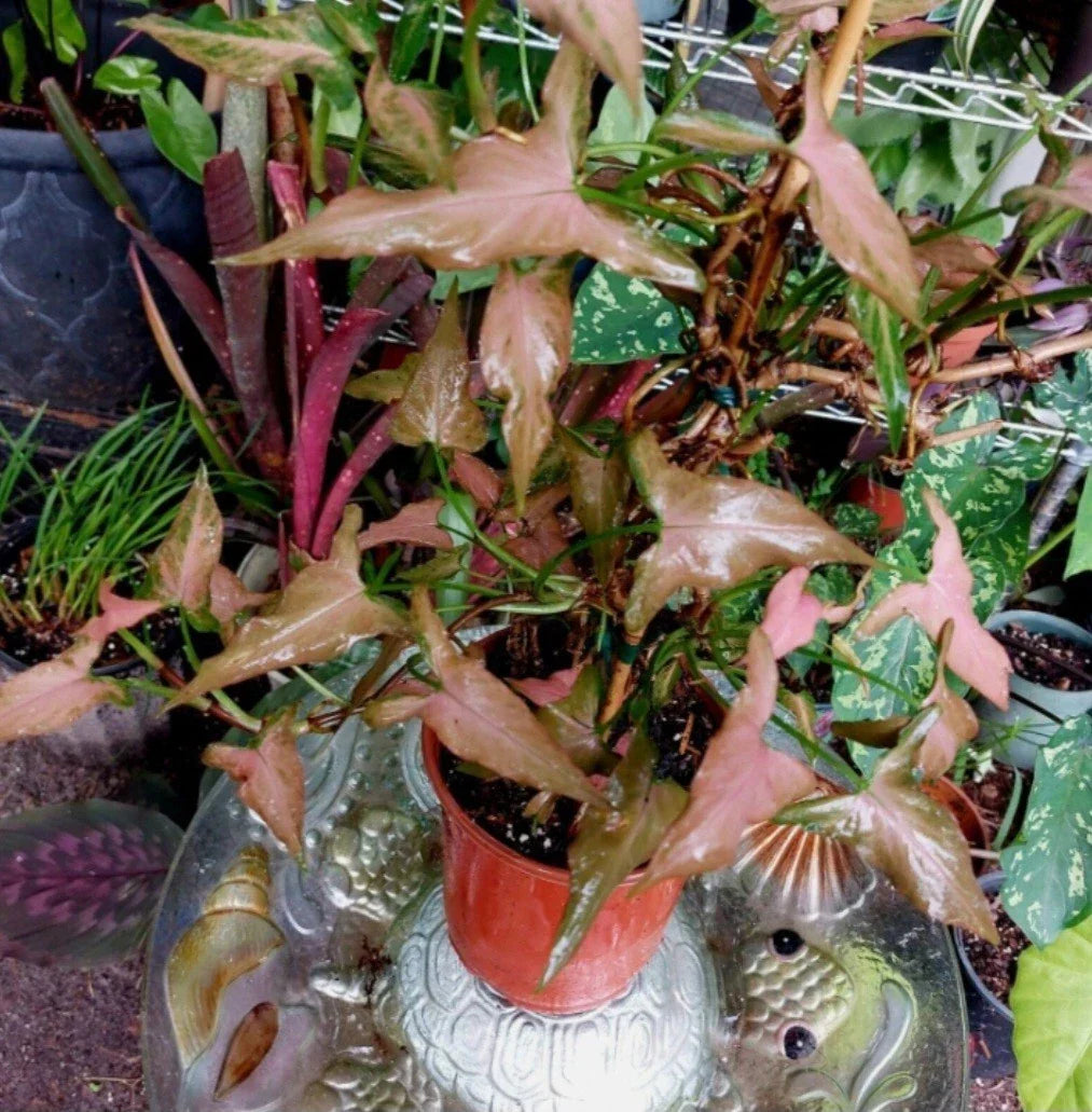 Pink Dwarf Syngonium Plant - Rare Indoor Houseplant with Pink and Green Variegated Leaves