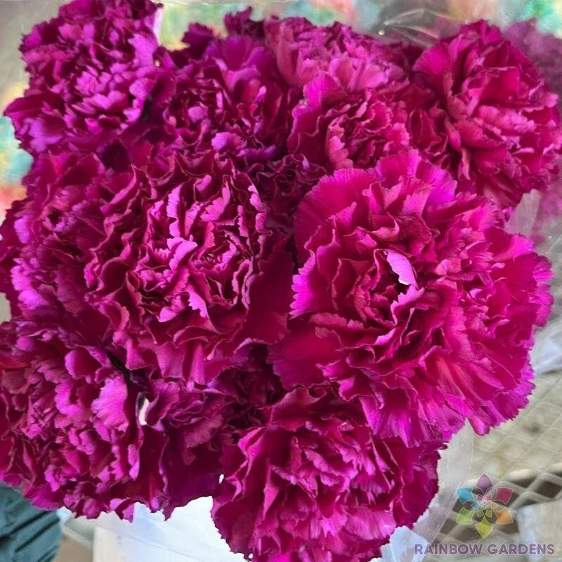 Southern Pink Carnation Seeds - 200+ Pack, Dianthus caryophyllus, Pink Flower, Garden Planting, Annual, Non-GMO, USA Grown