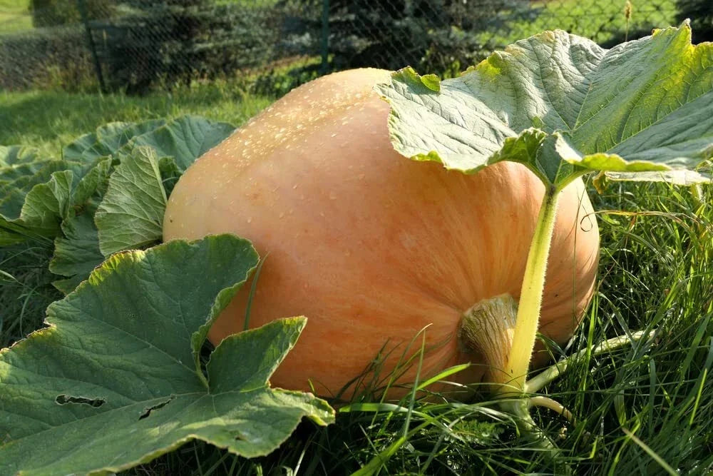 Big Max Pumpkin Seeds - 20 Seeds, Giant Symmetrical Cucurbita maxima, Large Orange Pumpkins for Growing & Carving
