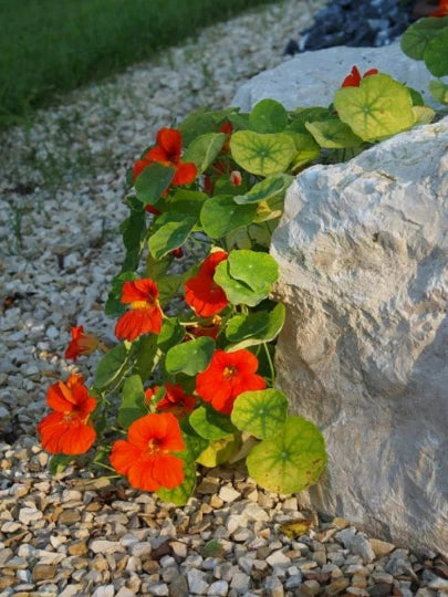 25 Nasturtium Seeds Mix - Climbing Edible Flowers Tropaeolum Majus for Gardens & Cooking