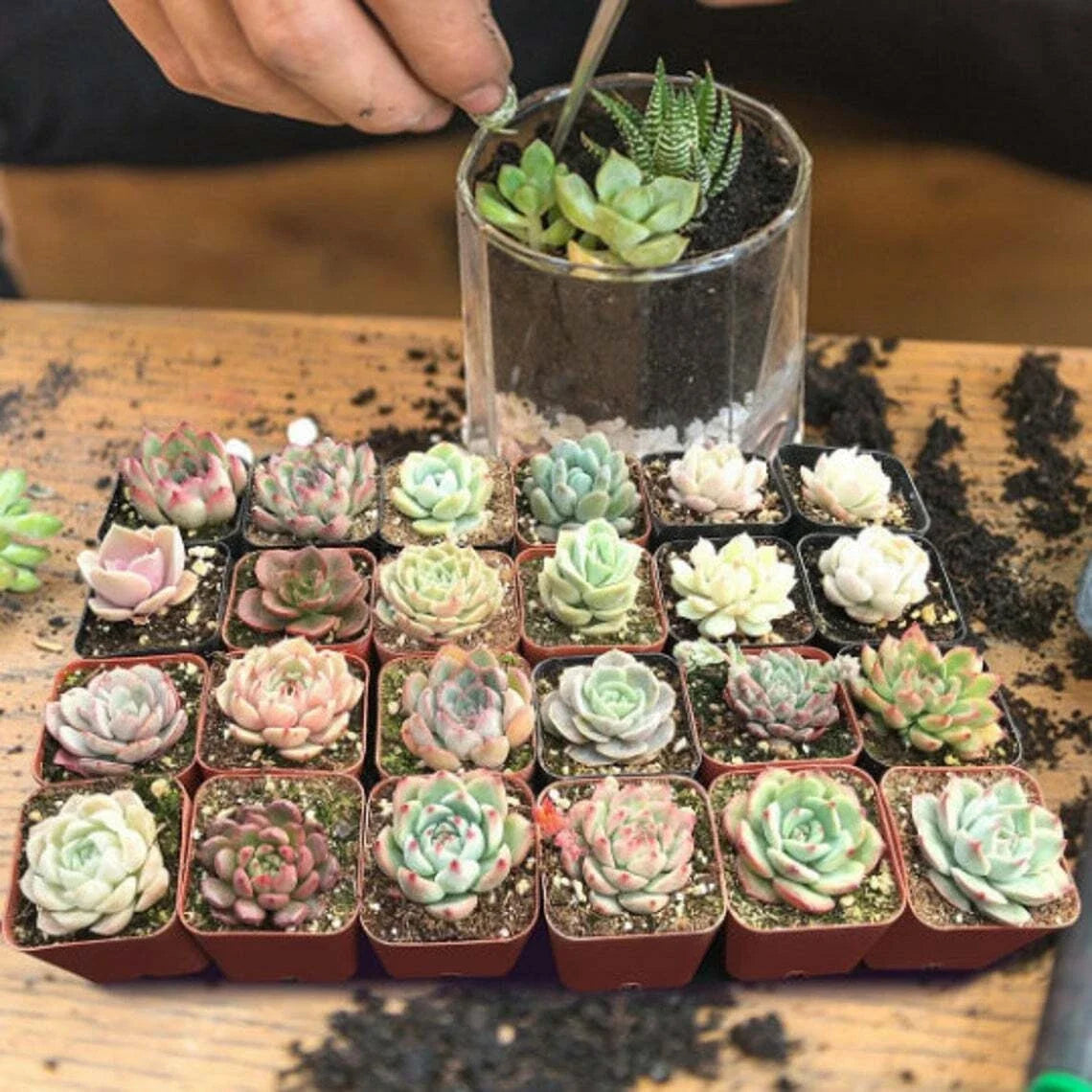 Assorted Echeveria Succulent Plants - 24 Pack 2'' Rosettes Indoor Garden Decor Echeveria spp.