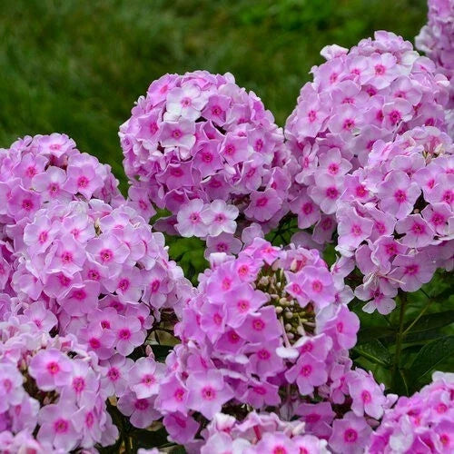 Opalescence Phlox Seeds - 100+ Pack for Garden Planting - Phlox paniculata - Vibrant Summer Blooms - Butterfly Attractant - USA Grown