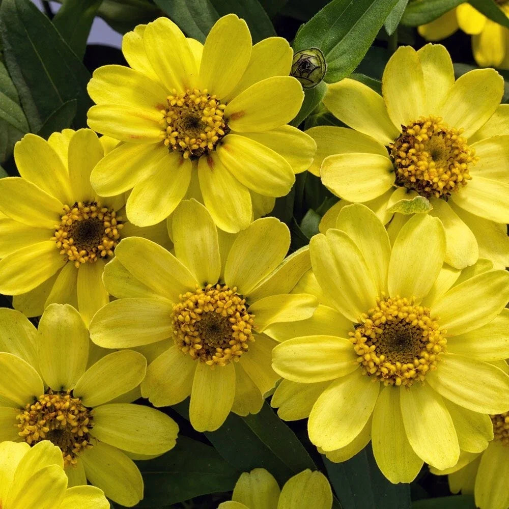 Profusion Lemon Zinnia Seeds - 100+ Pack, Bright Yellow Zinnia elegans for Garden, Borders & Containers, Easy to Grow, Drought Tolerant