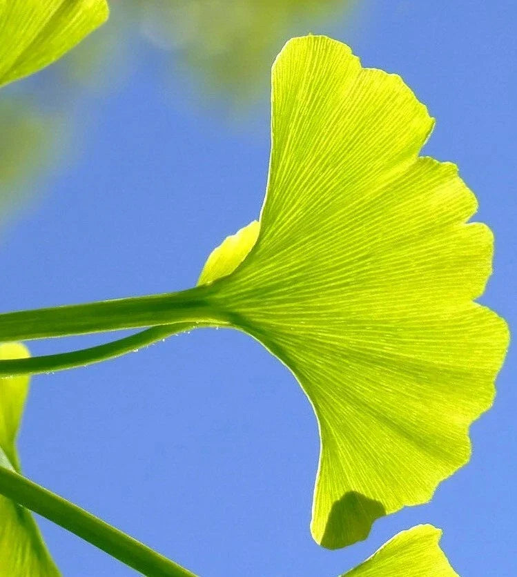 Ginkgo Biloba Cuttings 5-7 for Rooting and Grafting | Medicinal & Ornamental Tree