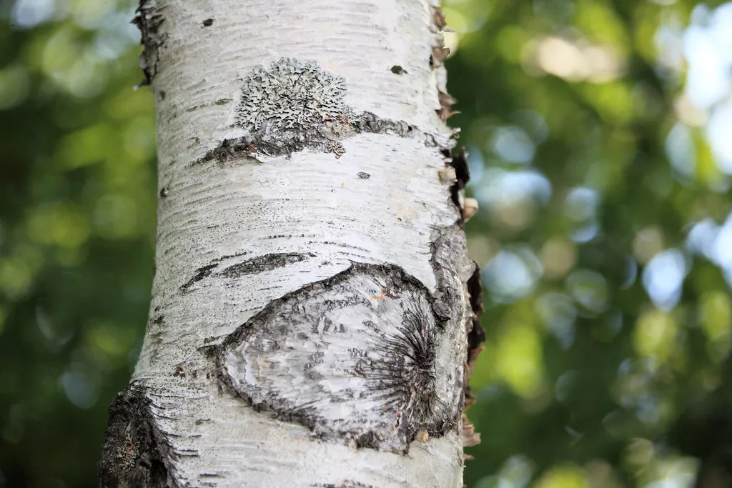 Japanese White Birch Seeds - Betula platyphylla Japonica, Ornamental Tree for Landscaping, Garden Projects, 100 Seeds