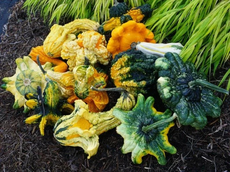 Exotic Mix Gourd Seeds - Pack of 20 - Unique Varieties for Ornamental Gardening - Cucurbita pepo