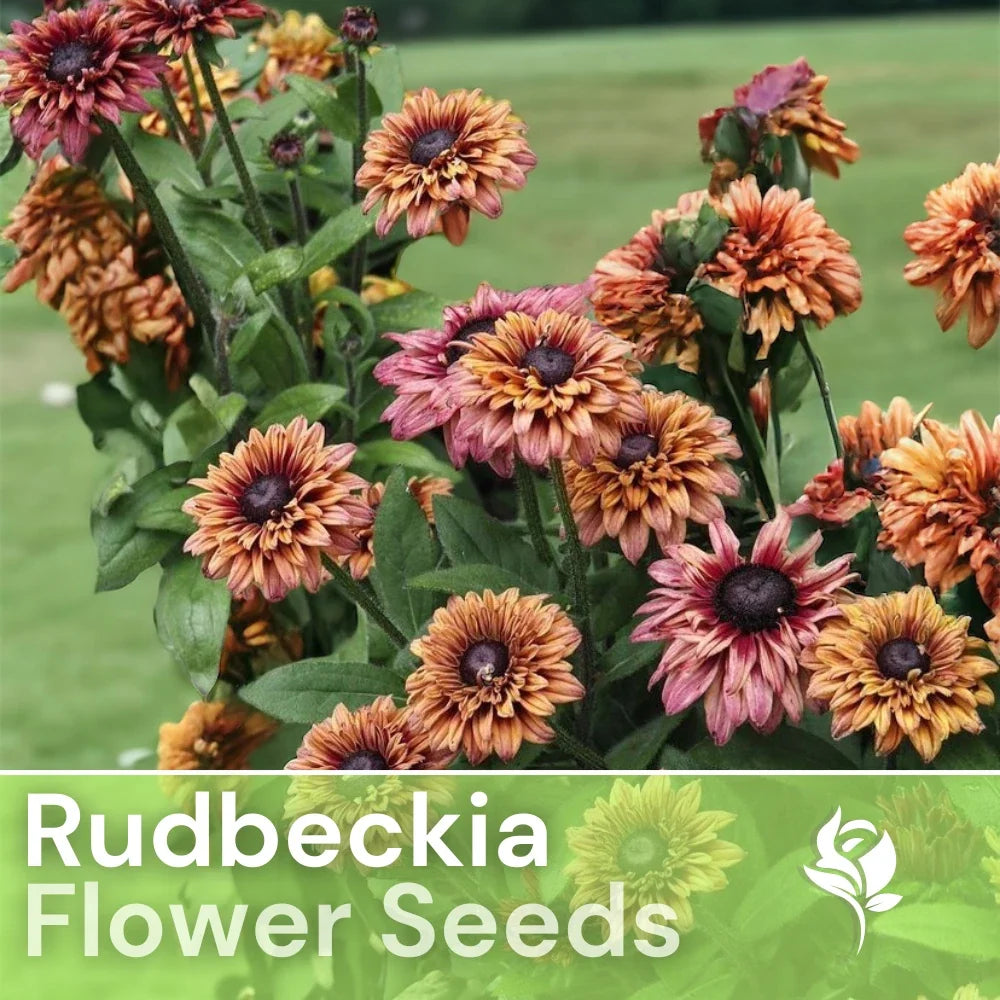 Rudbeckia Seeds - Sahara Summer Hues, Annual Flower Seeds for Garden, Bright Yellow & Orange Blooms, Pollinator Attracting, 125+ Seeds
